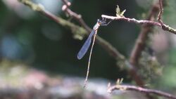 Synlestes selysi male.jpg