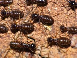 Termites (Hospitalitermes sp.) (15444940899).jpg
