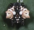 Gasteracantha.mammosa.female.3.-.tanikawa.jpg