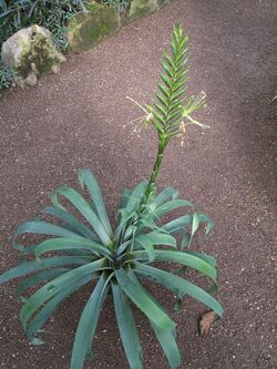 Tillandsia viridiflora (TS) 2-04751.jpg