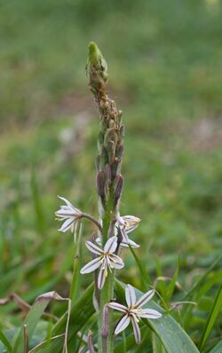 Trachyandra ciliata, Simon's Town.jpg