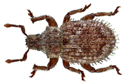 Trachyphloeus scabriculus (Linné, 1771) (14663351488).png