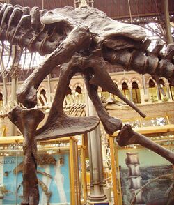 Tyrannosaurus pelvis left.jpg