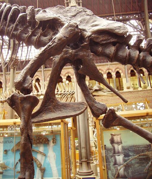 File:Tyrannosaurus pelvis left.jpg
