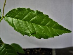Ulmus ismaelis juvenile leaf.jpg