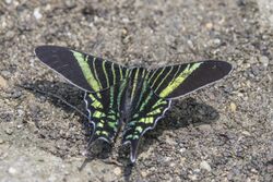 Urania swallowtail moth (Urania fulgens) Antioquia.jpg