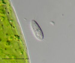Uronema nigricans - 400x (13464953765).jpg