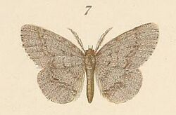 Voeltzkow-pl.6-fig.07-Hypochrosis suffusata Pagenstecher, 1907.JPG
