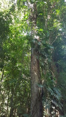 Wild Epipremnum pinnatum (tibatib) - Misamis Oriental, Philippines 03.jpg