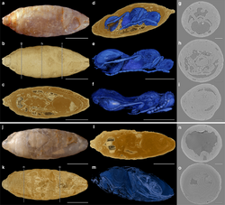 Xenomorphia resurrecta fossil tomography.png