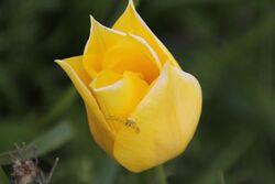 Yellow tulip in Manych-Gudilo protected area.jpg