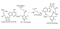 ACS synthesis step 2.png