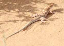 Acanthodactylus dumerilii.jpg