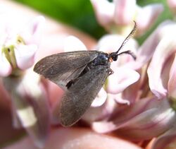 Acoloithus falsarius. milkweed.jpg