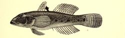 Andrew Garrett's Fische der Südsee (1876) (18168857856).jpg