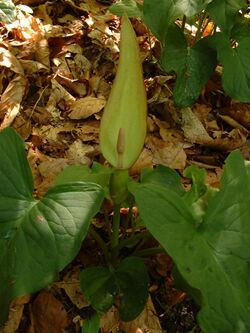 Arum carpaticum.jpg