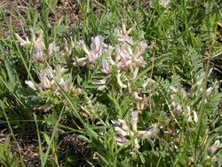 Astragalus crassicarpus (5257781877).jpg