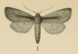 Aurevilius, 1910. Pl.2-01-Sciomesa mesophaea (Aurivillius, 1910).JPG