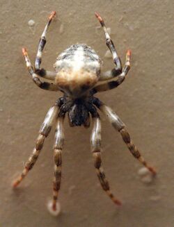 AustralianMuseum spider specimen 63.JPG