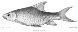 Barbus oxyrhynchus 1902.jpg