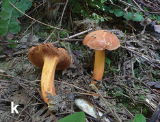 Basidiomata of boletes (10.3897-mycokeys.46.31470) Figure 4k.png