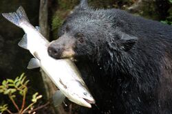Black bear with salmon.jpg