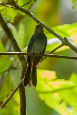 Blue Fantail - Mindanao - Philippines H8O1686 (19242108890).jpg