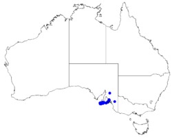 Boronia edwardsii DistMap35.png