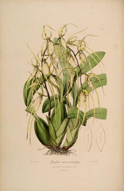 Brassia macrostachya (= lanceana) - Sertum - Lindley pl. 6 (1838).jpg