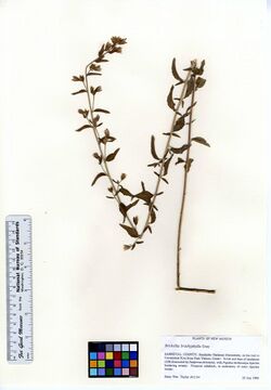 Brickellia brachyphylla (6193178571).jpg