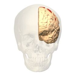 Brodmann area 4 frontal.jpg