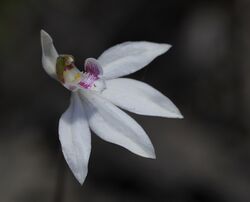 Caladenia maritima.jpg