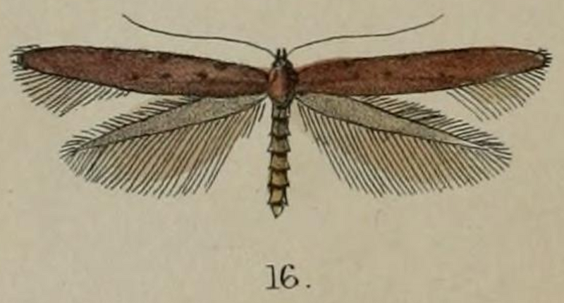 File:Caloptilia linearis Butler 1877.png