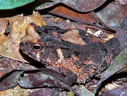 Cameroon Toad (Amietophrynus camerunensis) (7609603812).jpg
