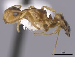 Camponotus abditus side view.jpg