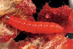 Carposina scirrhosella larva.jpg
