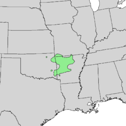 Castanea ozarkensis range map 3.png