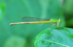 Ceriagrion coromandelianum, Burdwan, West Bengal, India 23 09 2012 (1).JPG