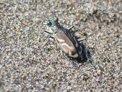 Cicindela bellissima 90330417.jpg