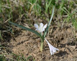 Colchicum ritchii 1.jpg