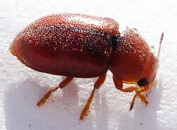 Coleoptera - Coccidula rufa (2927245243).jpg