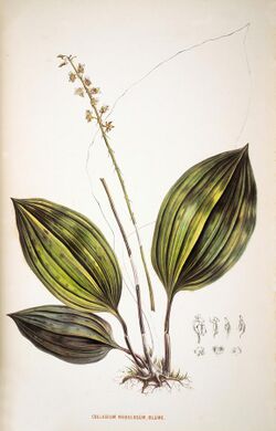 Collabium nebulosum -Choix des plantes rares ou nouvelles - plate 26 (1864).jpg