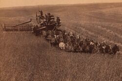 Combine harvester pulled by 33 horses, Walla Walla, ca. 1902