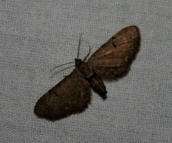 Common Eupithecia.jpg