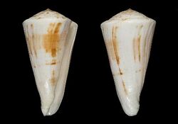 Conus alrobini 001.jpg