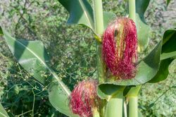 Corn blooming.jpg