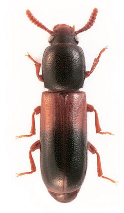 Corticeus fasciatus.jpg