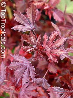 Cranberry hibiscus leaves.jpg