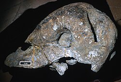 Criocephalosaurus.jpg