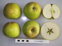 Cross section of Golden Noble, National Fruit Collection (acc. 1974-407).jpg